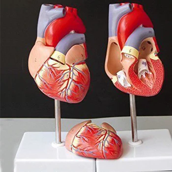 AFRODĪTES 1:1 Cilvēka Sirds Anatomija Modeļa Medicīnisko Cirkulācijas Sistēma, Iekšējā Modeļa Anatomijas Anatomija Studiju mācību Modelis