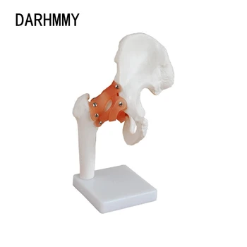 DARHMMY Dzīves Izmēra Gūžas locītavas Modelis Anatomija Modelis apmācīttiesīgā